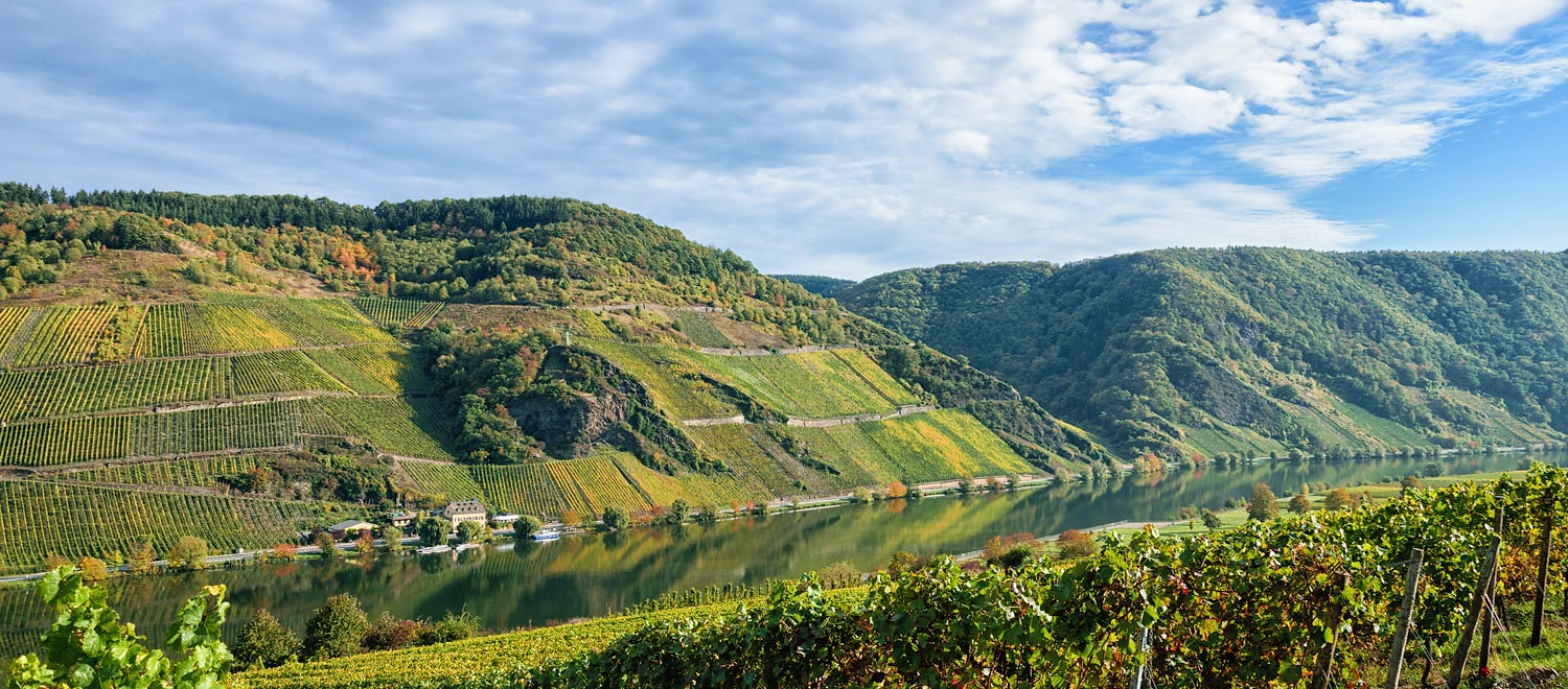 Auf dem Bild erkennt man im Vordergrund Weinberge, die an den Fluss Mosel angrenzen. Durch die horizontale Mitte des Bildes verläuft der Fluss Mosel. Am gegenüberliegenden Ufer erhebt sich der Weinberg Wintricher Großer Herrgott in bunten Farben, nämlich in grün, gelb und orange. Am blauen Himmel schweben Wolken.