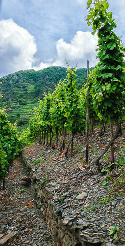 Reben auf Terrasse eines Weinbergs mit Schiefergestein