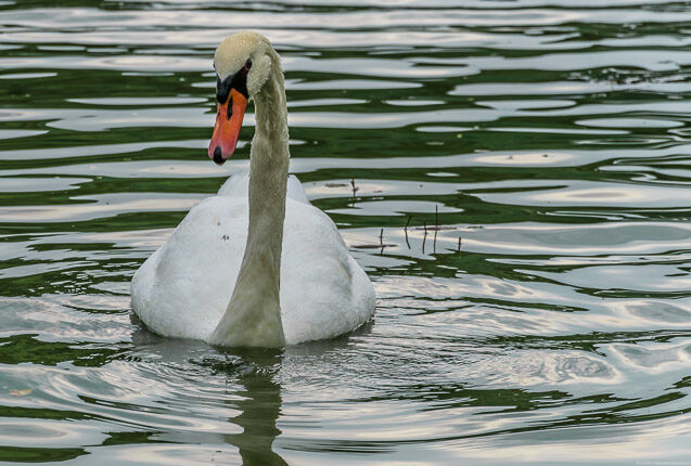 Dieser Schwan von der Mosel blickt den Fotografen kritisch an.